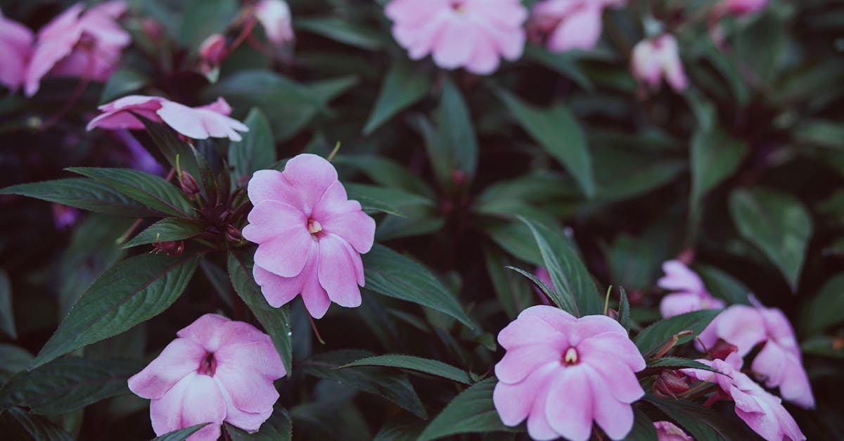 Traditional Techniques for Formal Balance in Landscape Gardening