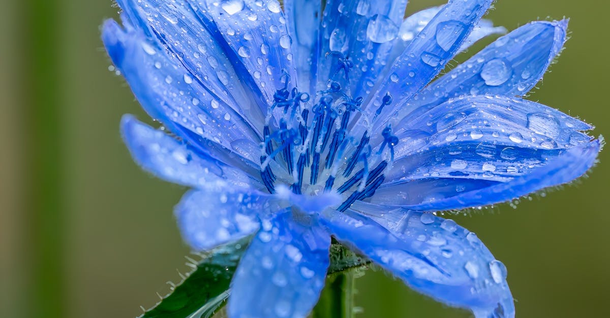 Using Native Plants for a Simplistic Garden